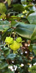 Eugenia uniflora