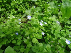 Veronica persica