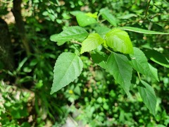 Acalypha glabrata