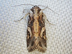 Lagarta-desfolhadora (Spodoptera litura)