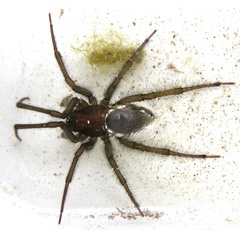 Argyroneta aquatica