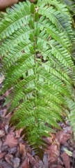 Dryopteris affinis