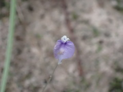 Burmannia