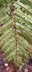 Dryopteris affinis