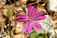 Silene cretica