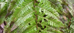 Dryopteris affinis