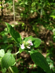 Teucrium vesicarium