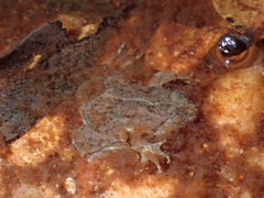 Occidozyga lima