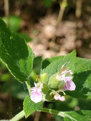 Teucrium vesicarium