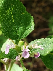 Teucrium vesicarium