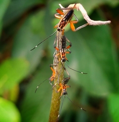 Pterygota