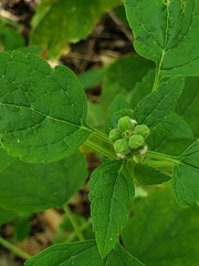 Teucrium vesicarium