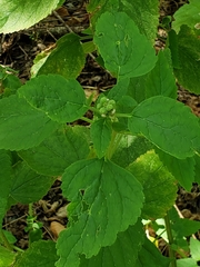 Teucrium vesicarium