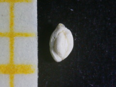 Adelosina