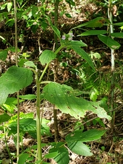 Teucrium vesicarium