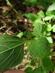 Teucrium vesicarium