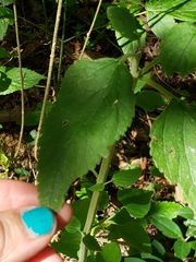 Teucrium vesicarium