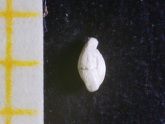 Adelosina