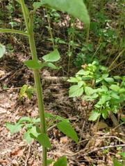 Teucrium vesicarium