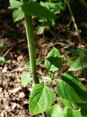 Teucrium vesicarium