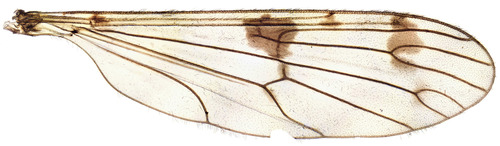 Ptychoptera lacustris