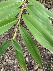 Alpinia arundelliana