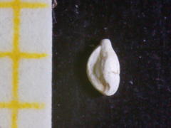 Adelosina