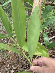 Alpinia arundelliana