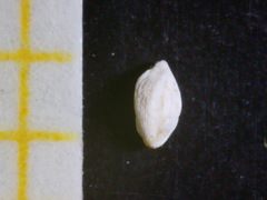 Adelosina