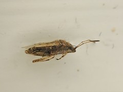 Nysius caledoniae