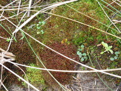 Tortella flavovirens