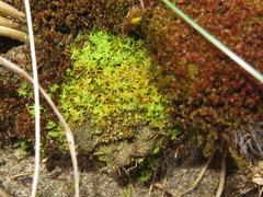 Tortella flavovirens