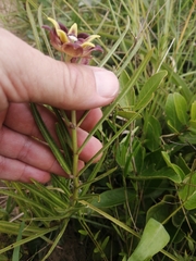 Pachycarpus concolor