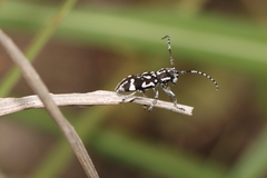 Pterolophia luctuosa