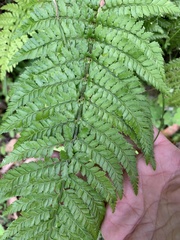 Lastreopsis marginans