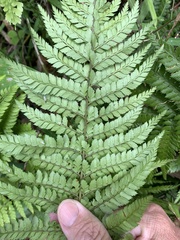 Lastreopsis marginans