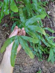 Lygodium heterodoxum