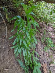 Lygodium heterodoxum