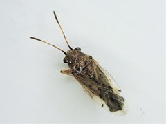 Nysius caledoniae