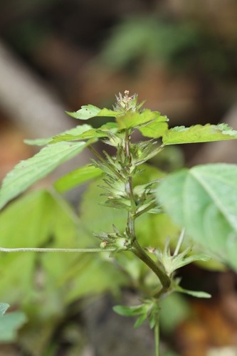 Deam's threeseed mercury (Acalypha deamii)