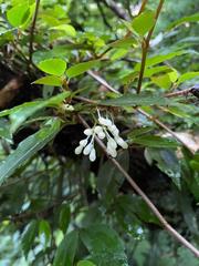 Begonia fruticosa