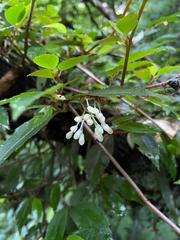 Begonia fruticosa