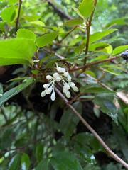 Begonia fruticosa
