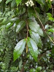 Begonia fruticosa