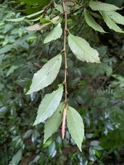 Begonia fruticosa