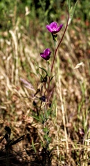 Clarkia purpurea