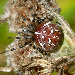 Araneus quadratus