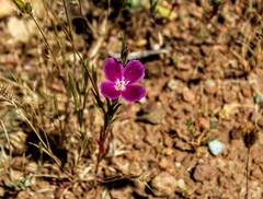 Clarkia purpurea