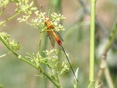 Labeninae