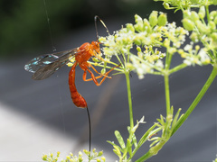 Labeninae